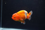 Juvenile Lionchu  Red White 3.5 Inch (ID#404R11a-15) Free2Day SHIPPING
