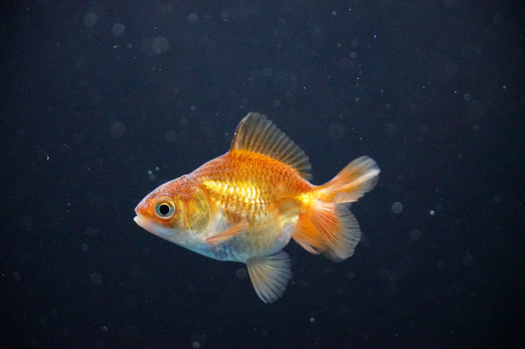 Baby Thai Oranda  Bronze 2.5 Inch (ID#1021TPTA-31) Free2Day SHIPPING