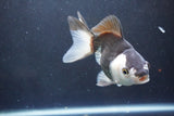 Thai Oranda  Panda 4.5 Inch (ID#1004To2b-101) Free2Day SHIPPING