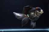 Thai Oranda  Tricolor 5.5 Inch (ID#1129To6c-104)