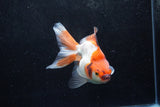 Ryukin Long Tail Red White 5 Inch (ID#1213Ry7b-2) Free2Day SHIPPING