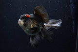 Thai Oranda  Tricolor 5.5 Inch (ID#1129To6c-104)