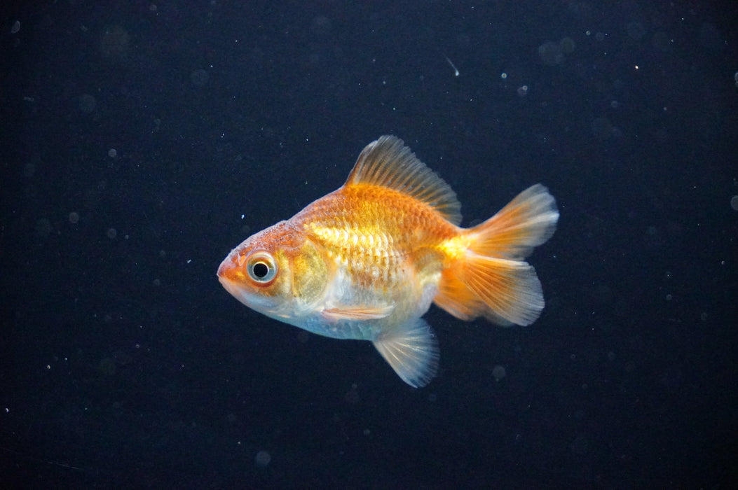 Baby Thai Oranda  Bronze 2.5 Inch (ID#1021TPTA-31) Free2Day SHIPPING
