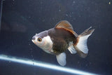 Thai Oranda  Panda 4.5 Inch (ID#1004To2b-101) Free2Day SHIPPING