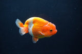 Juvenile Lionchu  Red White 3.5 Inch (ID#404R11a-15) Free2Day SHIPPING
