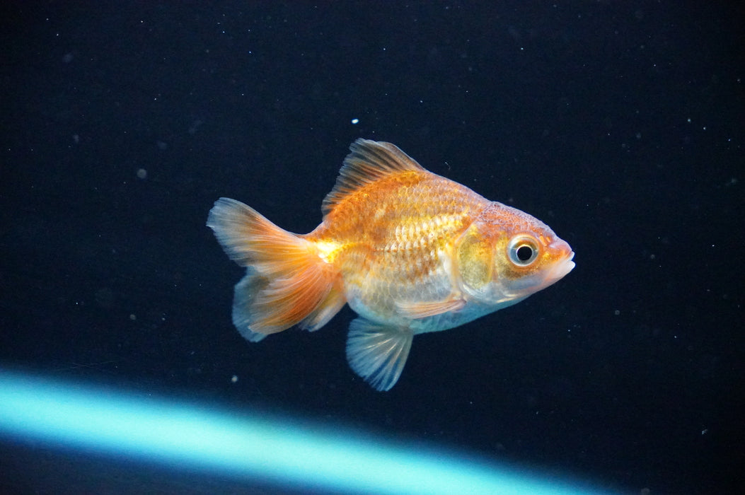 Baby Thai Oranda  Bronze 2.5 Inch (ID#1021TPTA-31) Free2Day SHIPPING