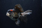 Thai Oranda  Tricolor 5.5 Inch (ID#1129To6c-104)