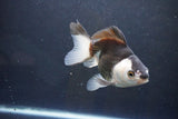 Thai Oranda  Panda 4.5 Inch (ID#1004To2b-101) Free2Day SHIPPING