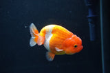Juvenile Lionchu  Red White 3.5 Inch (ID#404R11a-15) Free2Day SHIPPING
