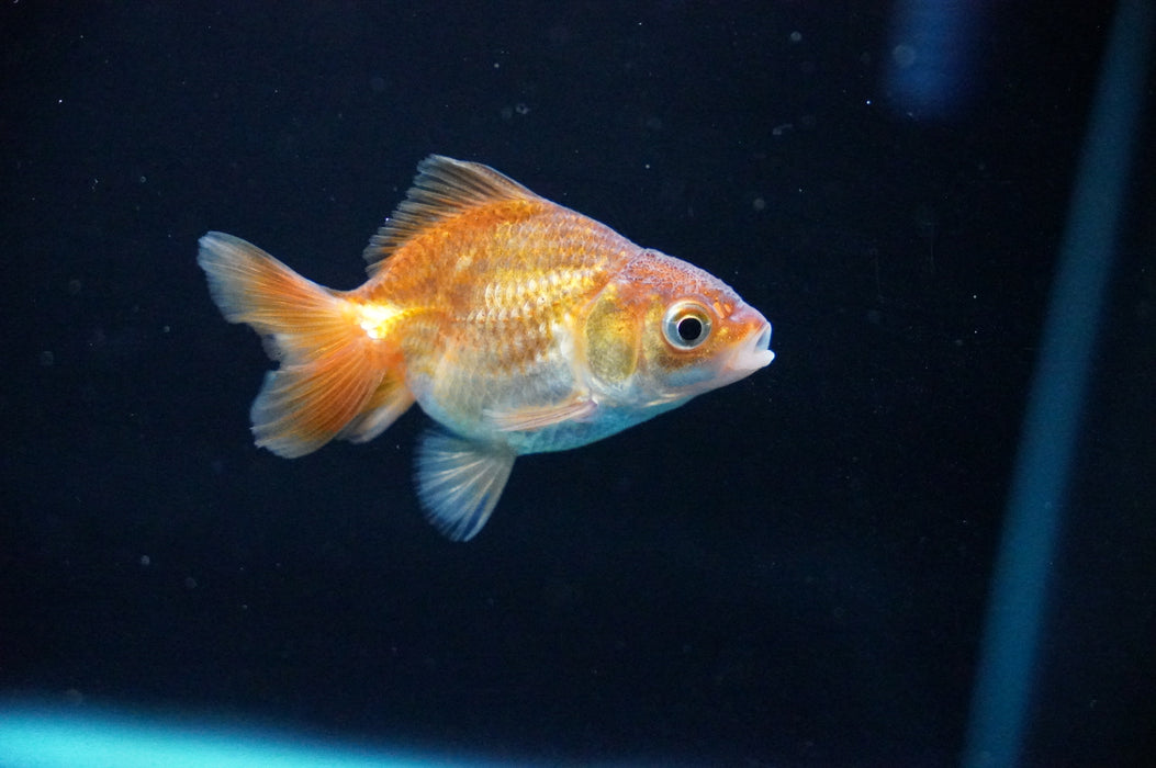 Baby Thai Oranda  Bronze 2.5 Inch (ID#1021TPTA-31) Free2Day SHIPPING