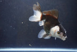 Thai Oranda  Panda 4.5 Inch (ID#1004To2b-101) Free2Day SHIPPING