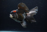 Thai Oranda  Tricolor 5.5 Inch (ID#1129To6c-104)