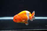 Juvenile Lionchu  Red White 3.5 Inch (ID#404R11a-15) Free2Day SHIPPING