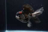 Thai Oranda  Tricolor 5.5 Inch (ID#1129To6c-104)