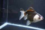 Thai Oranda  Panda 4.5 Inch (ID#1004To2b-101) Free2Day SHIPPING