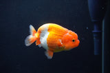 Juvenile Lionchu  Red White 3.5 Inch (ID#404R11a-15) Free2Day SHIPPING