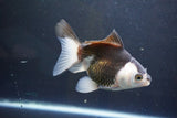 Thai Oranda  Panda 4.5 Inch (ID#1004To2b-101) Free2Day SHIPPING