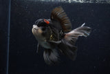 Thai Oranda  Tricolor 5.5 Inch (ID#1129To6c-104)