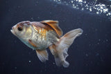 Juvenile Thai Oranda  Panda 4 Inch (ID#902To13bpt6-65) Free2Day SHIPPING