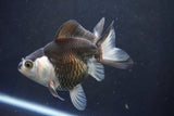 Thai Oranda  Panda 4.5 Inch (ID#1004To2b-101) Free2Day SHIPPING