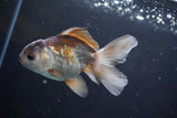 Juvenile Thai Oranda  Panda 4 Inch (ID#902To13bpt6-65) Free2Day SHIPPING