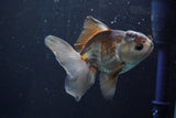 Juvenile Thai Oranda  Panda 4 Inch (ID#902To13bpt6-65) Free2Day SHIPPING