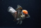 Thai Oranda  Tricolor 5 Inch (ID#1129To6c-105)