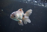 Juvenile Thai Oranda  Panda 4 Inch (ID#902To13bpt6-65) Free2Day SHIPPING