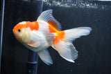 Thai Oranda  Red White 5 Inch (ID#1004To2b-102) Free2Day SHIPPING