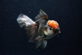 Thai Oranda  Tricolor 5 Inch (ID#1129To6c-105)