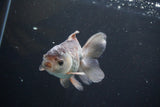 Juvenile Thai Oranda  Panda 4 Inch (ID#902To13bpt6-65) Free2Day SHIPPING