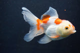 Thai Oranda  Red White 5 Inch (ID#1004To2b-102) Free2Day SHIPPING