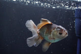 Juvenile Thai Oranda  Panda 4 Inch (ID#902To13bpt6-65) Free2Day SHIPPING