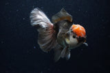 Thai Oranda  Tricolor 5 Inch (ID#1129To6c-105)