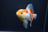 Thai Oranda  Red White 5 Inch (ID#1004To2b-102) Free2Day SHIPPING