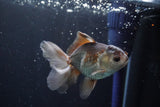 Juvenile Thai Oranda  Panda 4 Inch (ID#902To13bpt6-65) Free2Day SHIPPING