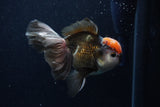 Thai Oranda  Tricolor 5 Inch (ID#1129To6c-105)