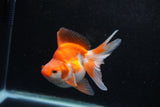 Ryukin Long Tail Red White 4.5 Inch (ID#1213Ry7b-4) Free2Day SHIPPING