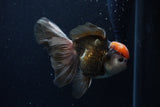 Thai Oranda  Tricolor 5 Inch (ID#1129To6c-105)