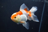 Thai Oranda  Red White 5 Inch (ID#1004To2b-102) Free2Day SHIPPING