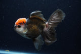 Thai Oranda  Tricolor 5 Inch (ID#1129To6c-105)