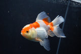 Thai Oranda  Red White 5 Inch (ID#1004To2b-102) Free2Day SHIPPING