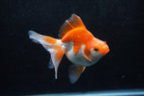 Ryukin Long Tail Red White 4.5 Inch (ID#1213Ry7b-4) Free2Day SHIPPING