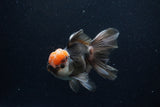 Thai Oranda  Tricolor 5 Inch (ID#1129To6c-105)