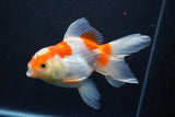 Thai Oranda  Red White 5 Inch (ID#1004To2b-102) Free2Day SHIPPING