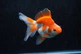 Ryukin Long Tail Red White 4.5 Inch (ID#1213Ry7b-4) Free2Day SHIPPING