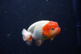 Juvenile Lionchu  Red White 3.5 Inch (ID#214R11b-10) Free2Day SHIPPING