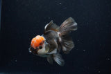 Thai Oranda  Tricolor 5 Inch (ID#1129To6c-105)