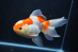 Thai Oranda  Red White 5 Inch (ID#1004To2b-102) Free2Day SHIPPING