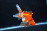 Ryukin Long Tail Red White 4.5 Inch (ID#1213Ry7b-4) Free2Day SHIPPING